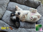 >🐾 Gorgeous AKC Mini Long-Haired Dachshunds (Ready Oct. 9th!) 🐾