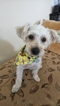 ShorkyPoo For Sale