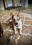 Beautiful Corgi Needs New Home