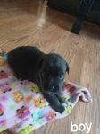 PIT BULL AND BASENJI MIXED PUPPIES