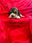 Beagle puppies AKC