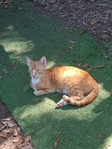 Free kittens + orange momma cat