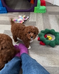 Cute Little Poodle Pups for sale