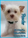 Stunning Tiny AKC Exotic Colored Yorkies