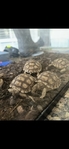 Sulcata Tortoises- Babies