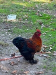 Bantam Cochin roosters