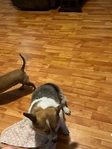 free corgie