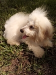 Maltipoos or Dachshund (Chiweenies)- Caldwell Tx -$300-$600