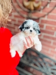 Shihpoo Female Blue Merle Shihtzu & toy poodle mix.