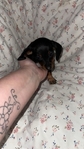 Mini dachshund female