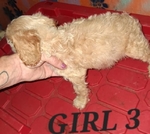 Three Sweet 8 week old Tea Cup shih poo puppies