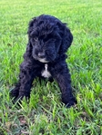 Mini Labradoodles