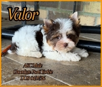 AKC Gorgeous Male Yorkies