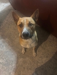 Shepherd mix rescue