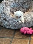 ExTra - Tiny Baby-Doll Face Maltese