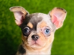Chihuahua puppies