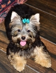 AKC Yorkie Puppies