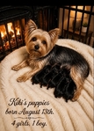 Yorkshire Terrier puppies.