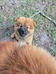 Chow chow puppies