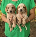 Beagle lemon males pups