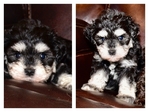 AKC Toy/Miniature Schnauzer Puppies