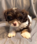 Cavapoo Boys