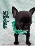 AKC Silky Micro Male Chihuahua