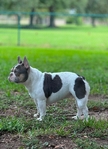 Lilac & Tan French Bulldog
