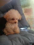 toy poodles $800