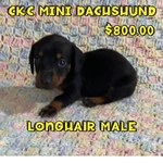 CKC MINI LONGHAIR DACHSHUND MALE PUPPY