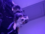 2 year ago old mini Australian shepherd