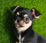 Chihuahua puppies