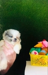 Pomeranian puppies Teddy Bear Poms
