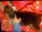 AKC GERMAN SHEPHERD PUPPY $800