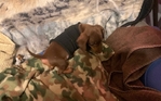Mini dachshund pup for aale