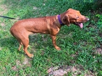 AKC Female Rhodesian Ridgeback