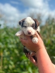 Australian shepherd’s