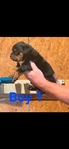 Akc Rottweiler Puppies