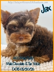 AKC Mini Male Exotic Colored Yorkies