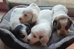 >🐾 BEAUTIFUL AKC MINI DACHSHUNDS AVAILABLE IN SETX! 🐾