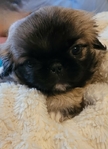 Pekingese Puppies