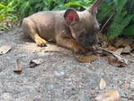 French Bulldog Puppies
