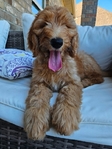 Female Goldendoodle Puppy- $1400