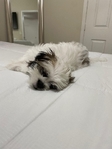 Shih Tzu Puppy