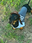 Tiny dachshund