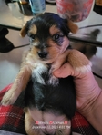 Yorkie puppies