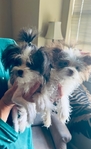 Pomapoo puppies 2 tiny female sisters