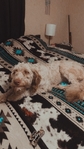 Female goldendoodle