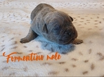 Gorgeous Cane Corso puppies! (Italian mastiff)