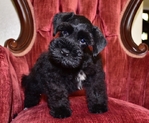Toy/Miniature Schnauzer Male puppies